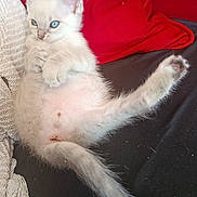 Bibouille participe au concours pour gagner de l'argent avec cette photo : kitten, cat, blue_eyes, fluffy, couch, red_cushion, white_blanket, pet, animal, relaxing, indoor, cute, feline, paw, tail, young, domestic_cat, cozy, soft, resting