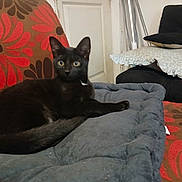 Midnight joined the competition — help win amazing prizes! cat, black_cat, pet, animal, cushion, pillow, sofa, upholstery, floral_pattern, indoor, relaxed, furniture, cozy, domestic, resting, alert, fur, whiskers, ears, tail