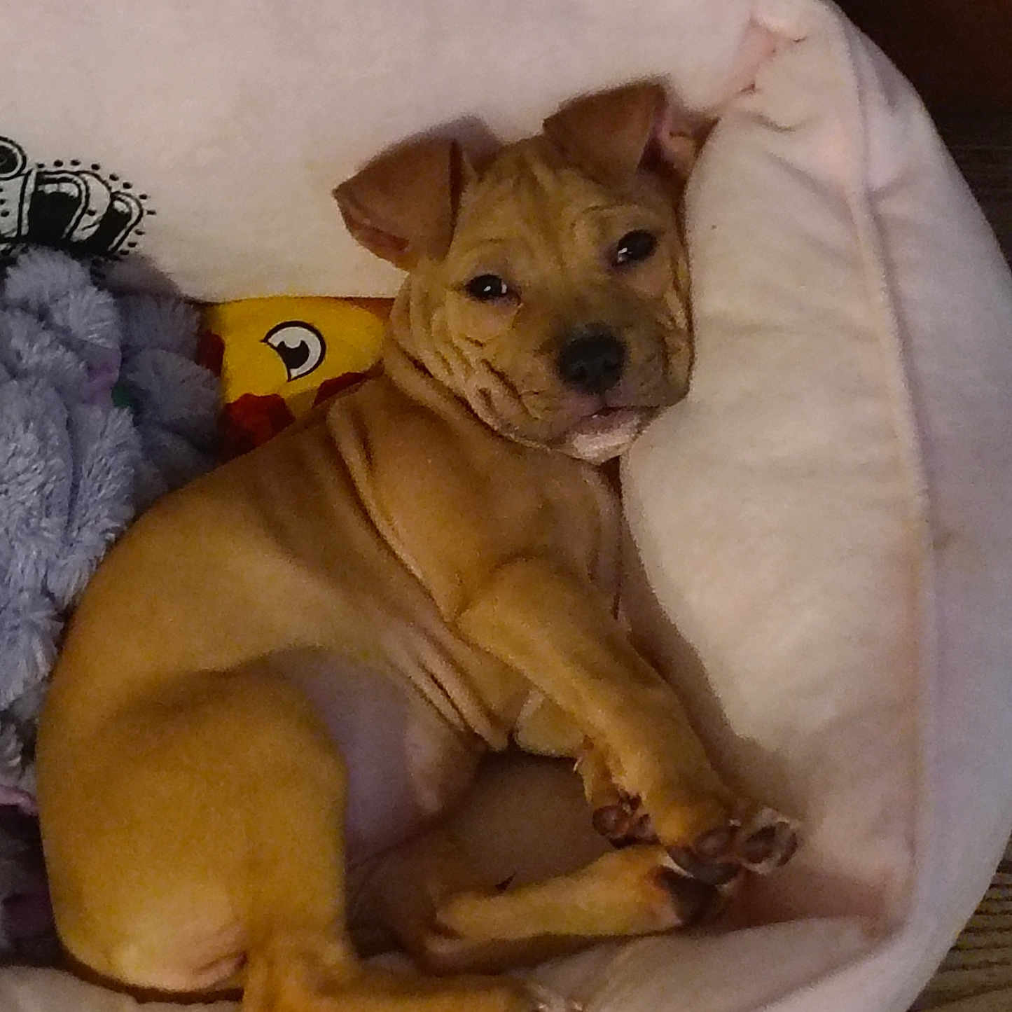 Nala is registered to the contest to win money with this photo: animal, bed, blanket, boxer, bulldog, canine, couch, cradle, crib, cushion, dog, frenchbulldog, furniture, homedecor, hound, person, pet, pitbull, puppy, sleeping
