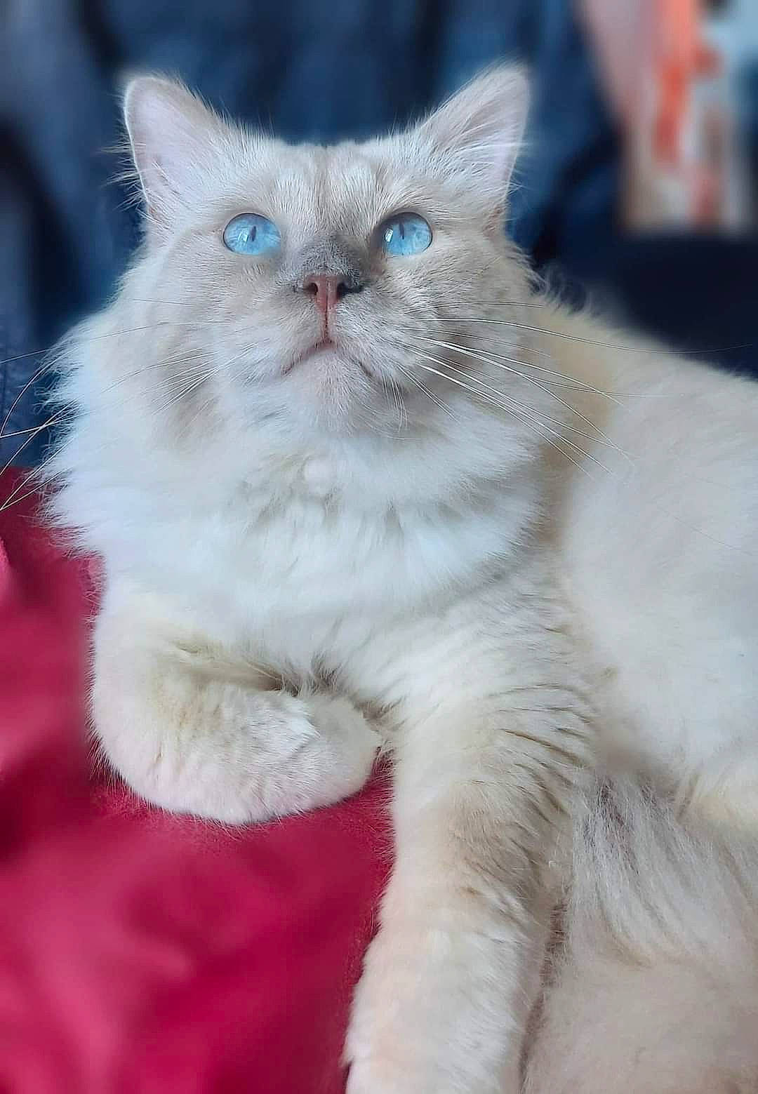 Flocon participe au concours pour gagner de l'argent avec cette photo : carnivore, cat, claw, comfort, electric_blue, event, fawn, felidae, fur, small_to_medium_sized_cats, snout, tail, terrestrial_animal, whiskers