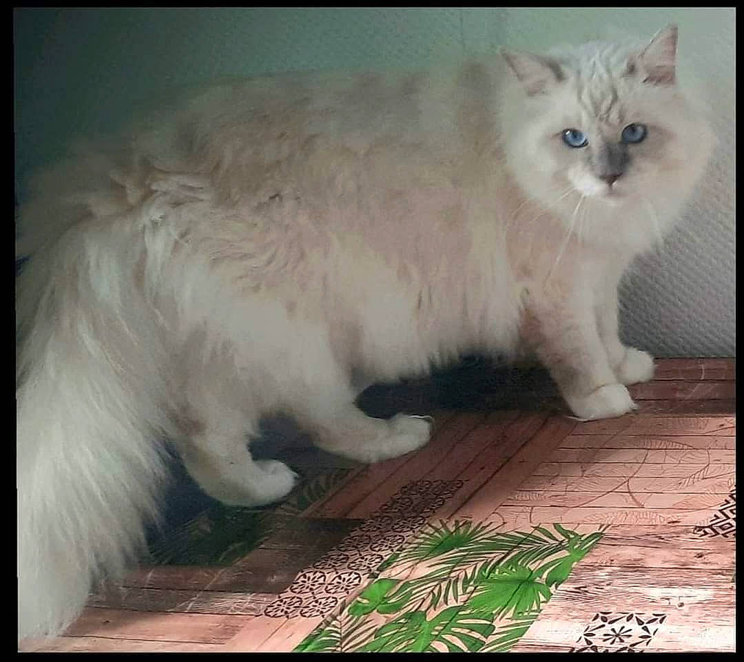 Flocon participe au concours pour gagner de l'argent avec cette photo : british_longhair, carnivore, cat, claw, fawn, felidae, flooring, fur, paw, rectangle, small_to_medium_sized_cats, snout, tail, terrestrial_animal, whiskers