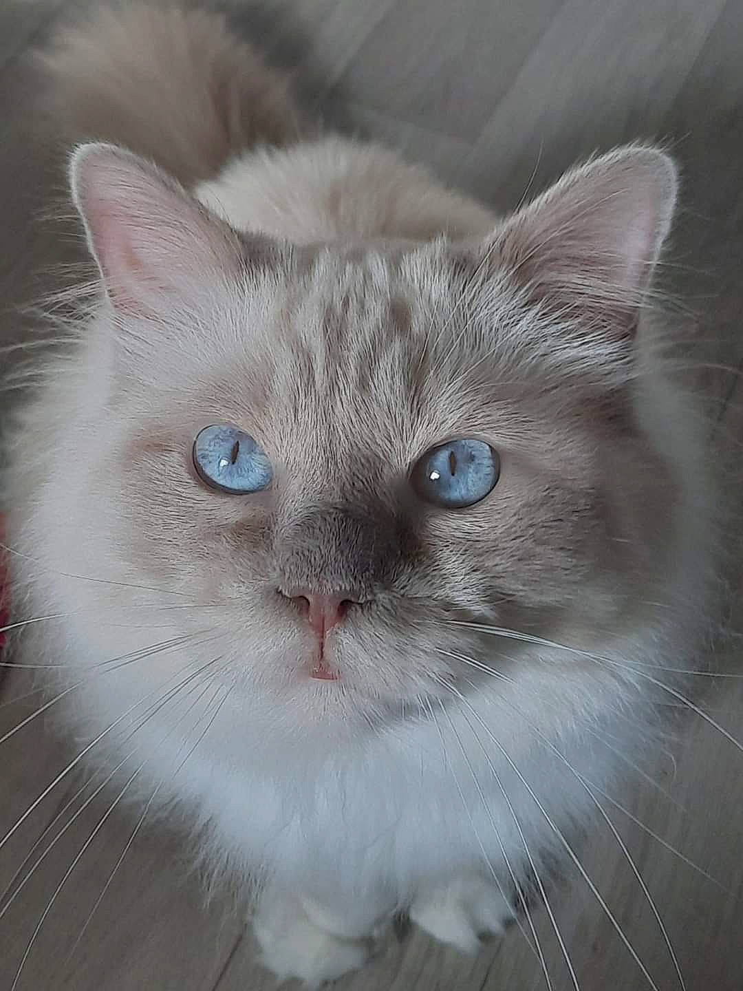 Flocon a rejoint le concours — aidez-le/la à gagner de superbes lots ! art, carnivore, cat, domestic_short_haired_cat, electric_blue, eye, felidae, fur, head, human_body, iris, photo_caption, small_to_medium_sized_cats, snout, tail, terrestrial_animal, whiskers, window