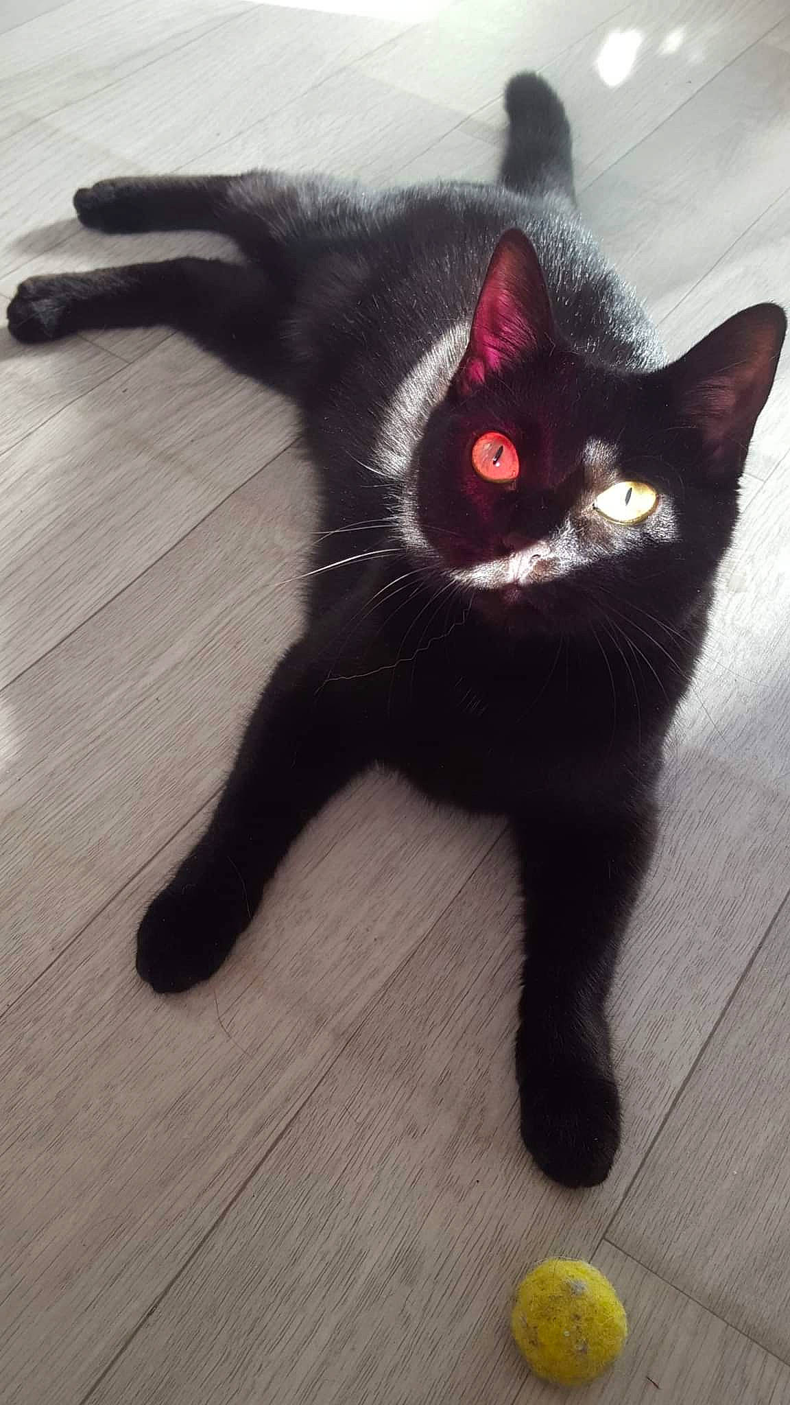 Prunelle a rejoint le concours — aidez-le/la à gagner de superbes lots ! black_cat, bombay, carmine, carnivore, cat, claw, domestic_short_haired_cat, felidae, flooring, foot, fur, hardwood, iris, paw, small_to_medium_sized_cats, snout, tail, terrestrial_animal, whiskers, wood