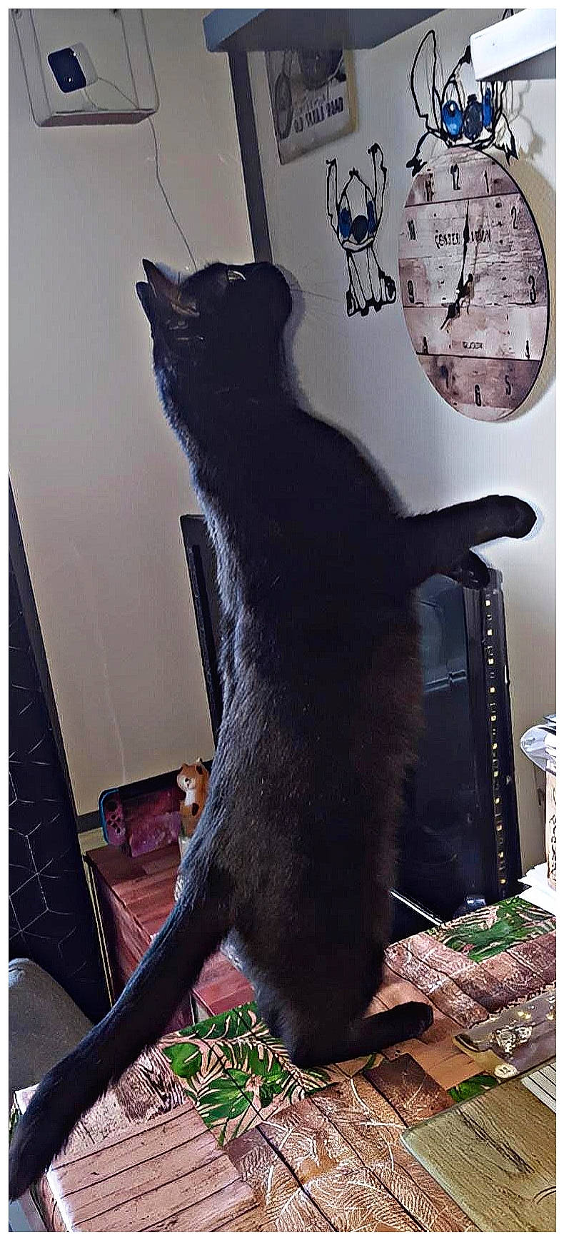 Prunelle participe au concours pour gagner de l'argent avec cette photo : art, black_cat, carnivore, cat, domestic_short_haired_cat, felidae, fur, picture_frame, plant, rectangle, room, shelf, small_to_medium_sized_cats, snout, tail, terrestrial_animal, tree, trunk, visual_arts, whiskers