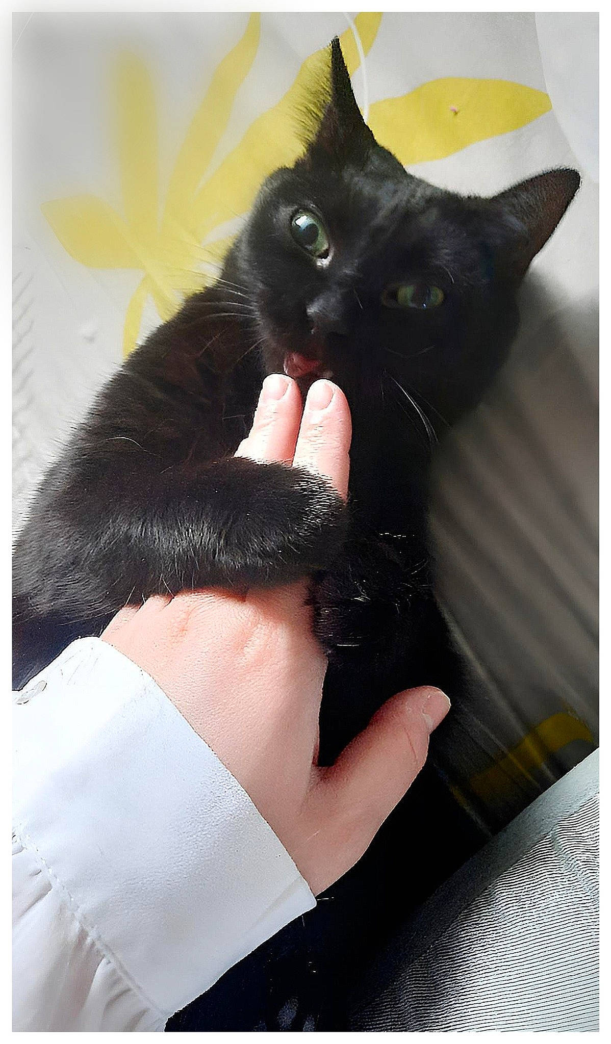 Prunelle participe au concours pour gagner de l'argent avec cette photo : black_cat, bombay, carnivore, cat, comfort, fashion_accessory, felidae, foot, formal_wear, fur, gesture, nail, rectangle, sleeve, small_to_medium_sized_cats, snout, tail, thumb, whiskers, wrist