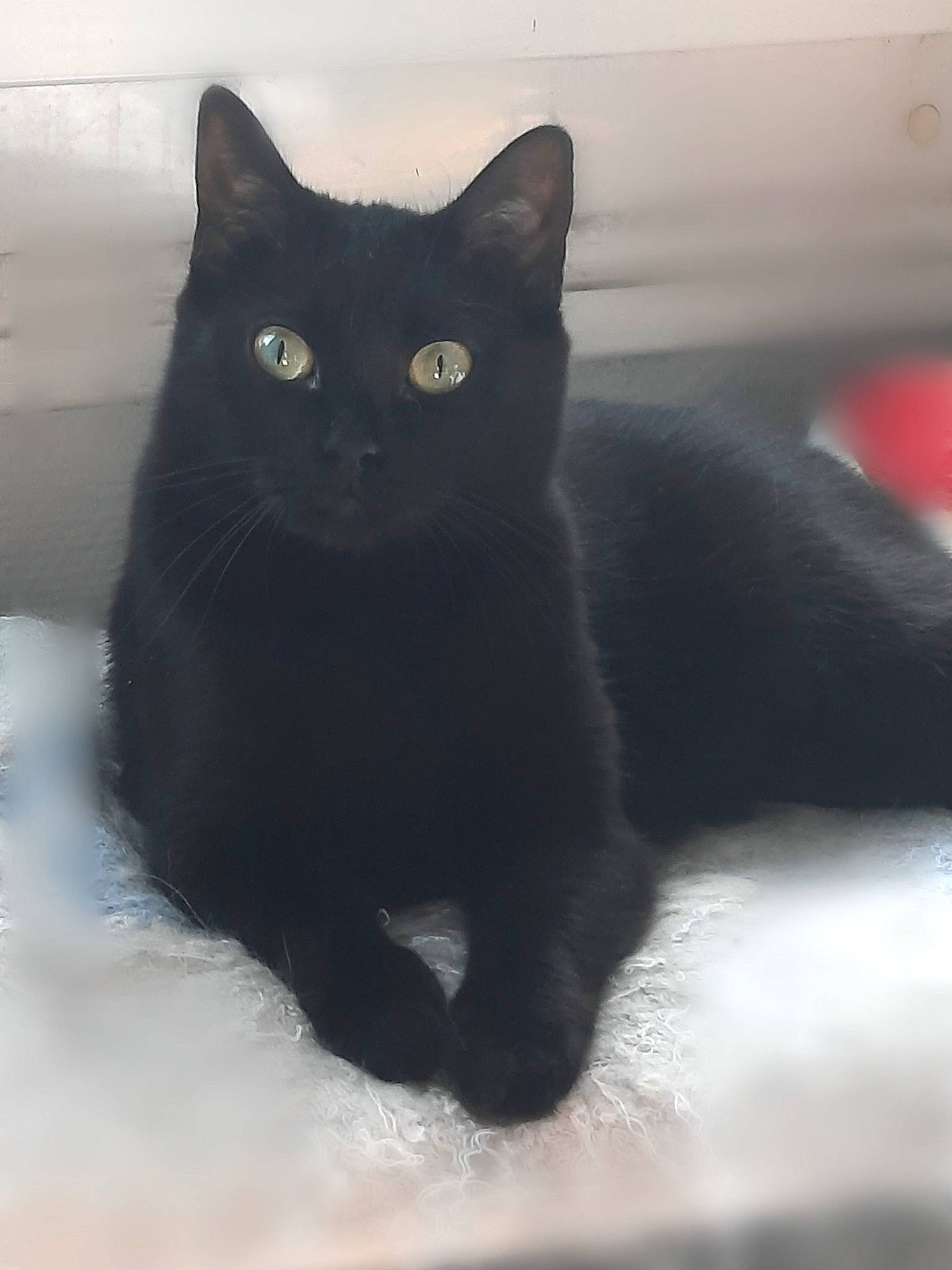 Prunelle participe au concours pour gagner de l'argent avec cette photo : black_cat, bombay, carnivore, cat, domestic_short_haired_cat, eye, felidae, fur, grey, iris, monochrome_photography, paw, small_to_medium_sized_cats, snout, stairs, tail, terrestrial_animal, whiskers