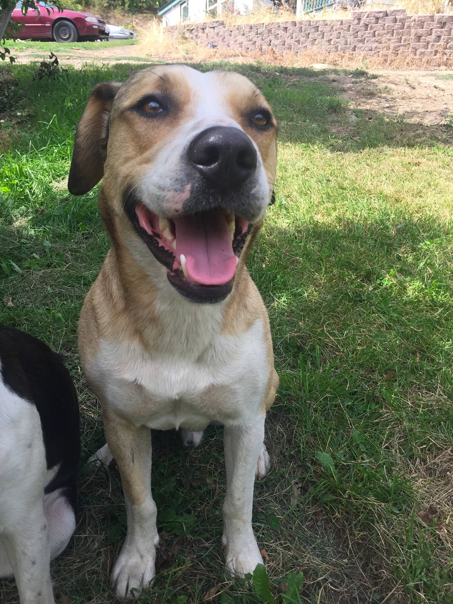 Artie joined the competition — help win amazing prizes! canidae, carnivore, catahoula_bulldog, companion_dog, dog, dog_breed, fawn, hunting_dog, labrador_retriever, mammal, mountain_cur, rafeiro_do_alentejo, rare_breed_dog, sporting_group, vertebrate