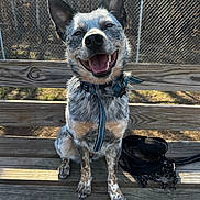 Axel is registered to the contest to win money with this photo: dog, bench, outdoor, sunlight, fence, happy, smiling, collar, leash, pet, canine, animal, wood, nature, park, sitting, daytime, ears, tongue, fur