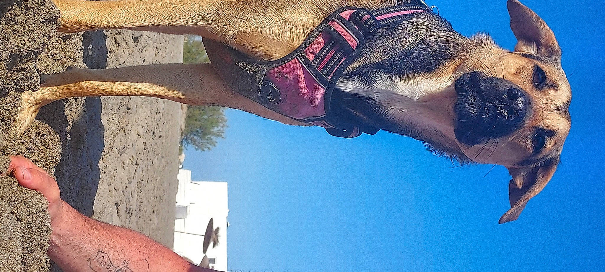 Roxy participe au concours pour gagner de l'argent avec cette photo : beauty, elbow, finger, fun, fur, gesture, hand, human_leg, landscape, leisure, light, people_in_nature, sky, summer, sunglasses, vacation, water, wrist
