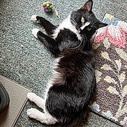 Alphonse is registered to the contest to win money with this photo: cat, tuxedo_cat, pet, indoor, carpet, pom_pom_toy, rug, whiskers, paws, green_eyes, lying_down, fur, playful, close_up, portrait, cozy, home, doormat, floor, relaxed