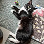 cat, tuxedo_cat, pet, indoor, carpet, pom_pom_toy, rug, whiskers, paws, green_eyes, lying_down, fur, playful, close_up, portrait, cozy, home, doormat, floor, relaxed