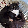 Alphonse is registered to the contest to win money with this photo: cat, tuxedo_cat, laundry_basket, towel, carpet, shoes, indoor, pet, whiskers, green_eyes, sitting, feline, looking_at_camera, home, cozy, paws, black_and_white, portrait, basket, texture