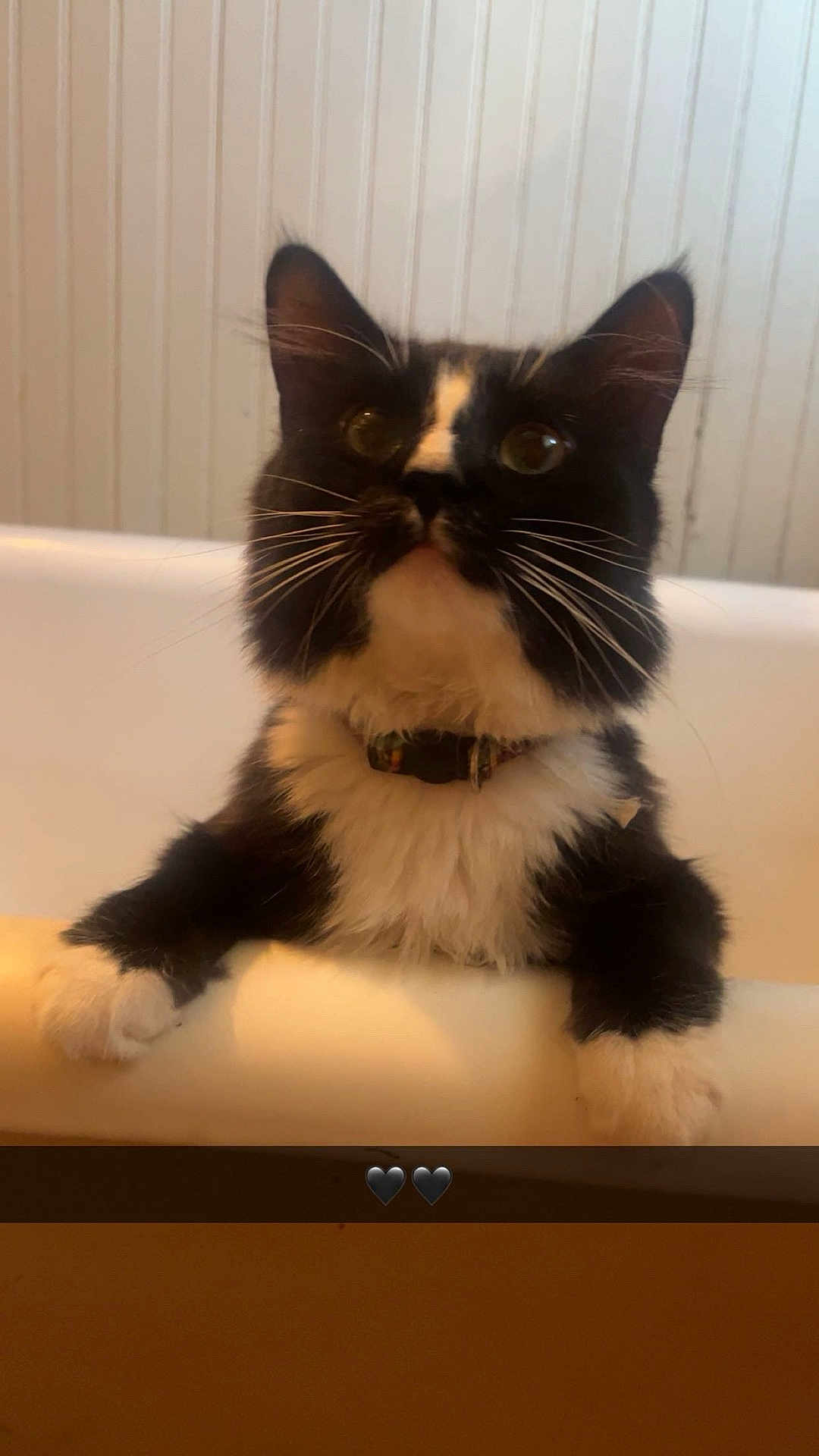 Alphonse joined the competition — help win amazing prizes! cat, tuxedo_cat, pet, whiskers, paws, collar, bathtub, bathtub_rim, close_up, portrait, indoor, ears, fur, curious, looking_up, black_and_white, heart_emojis, snapchat_style, home_interior, vertical_photo