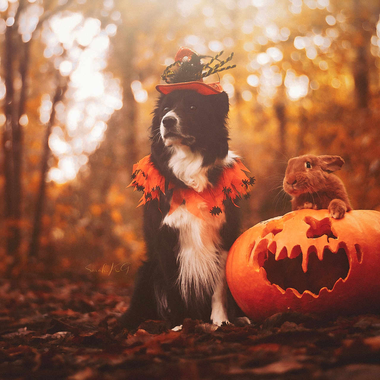Kinaï a rejoint le concours — aidez-le/la à gagner de superbes lots ! animal, autumn, canine, dog, festival, halloween, jack_o_lantern, pet, puppy, rat, rodent