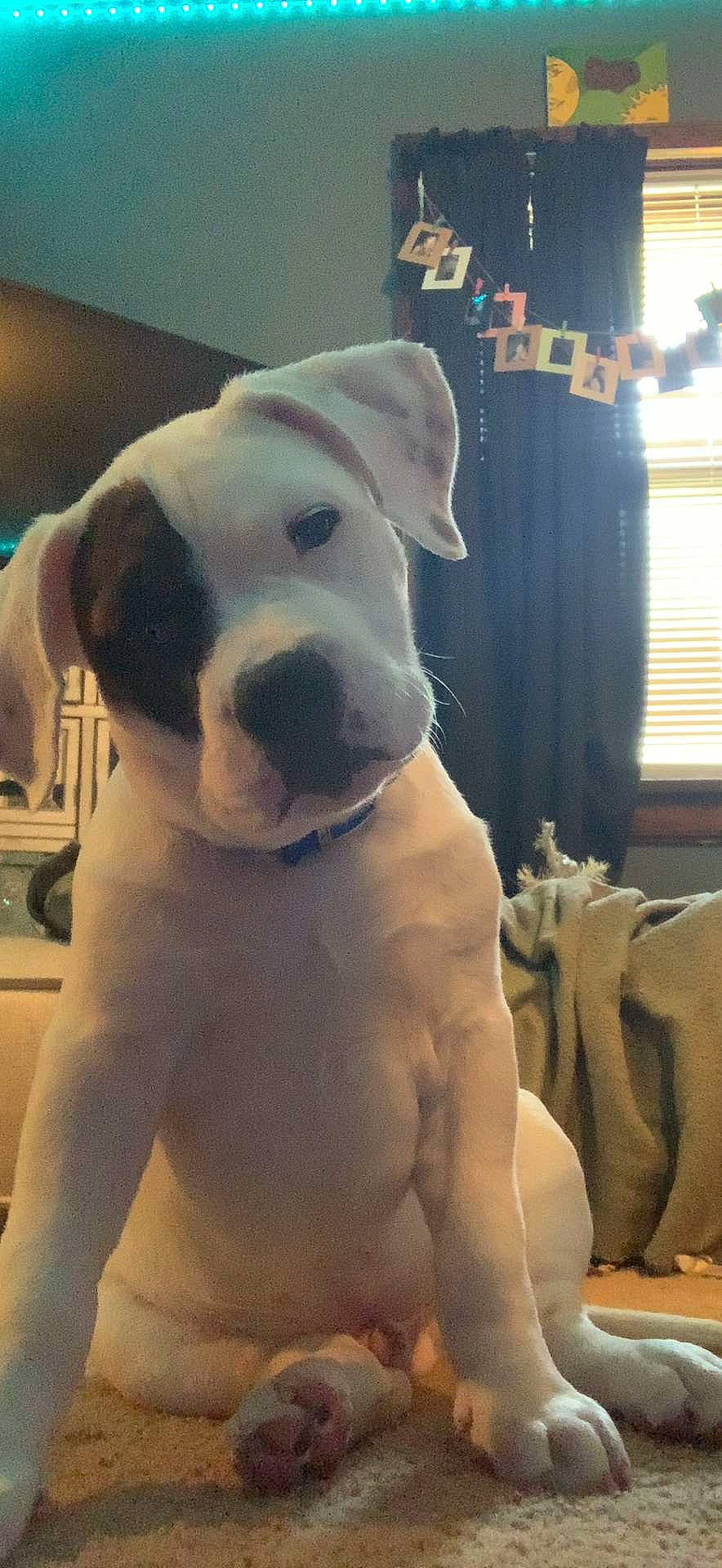 Pyro joined the competition — help win amazing prizes! canidae, carnivore, collar, companion_dog, curtain, dog, dog_breed, dog_collar, fawn, fur, giant_dog_breed, guard_dog, molosser, snout, sporting_group, whiskers, window, window_blind, working_animal, working_dog