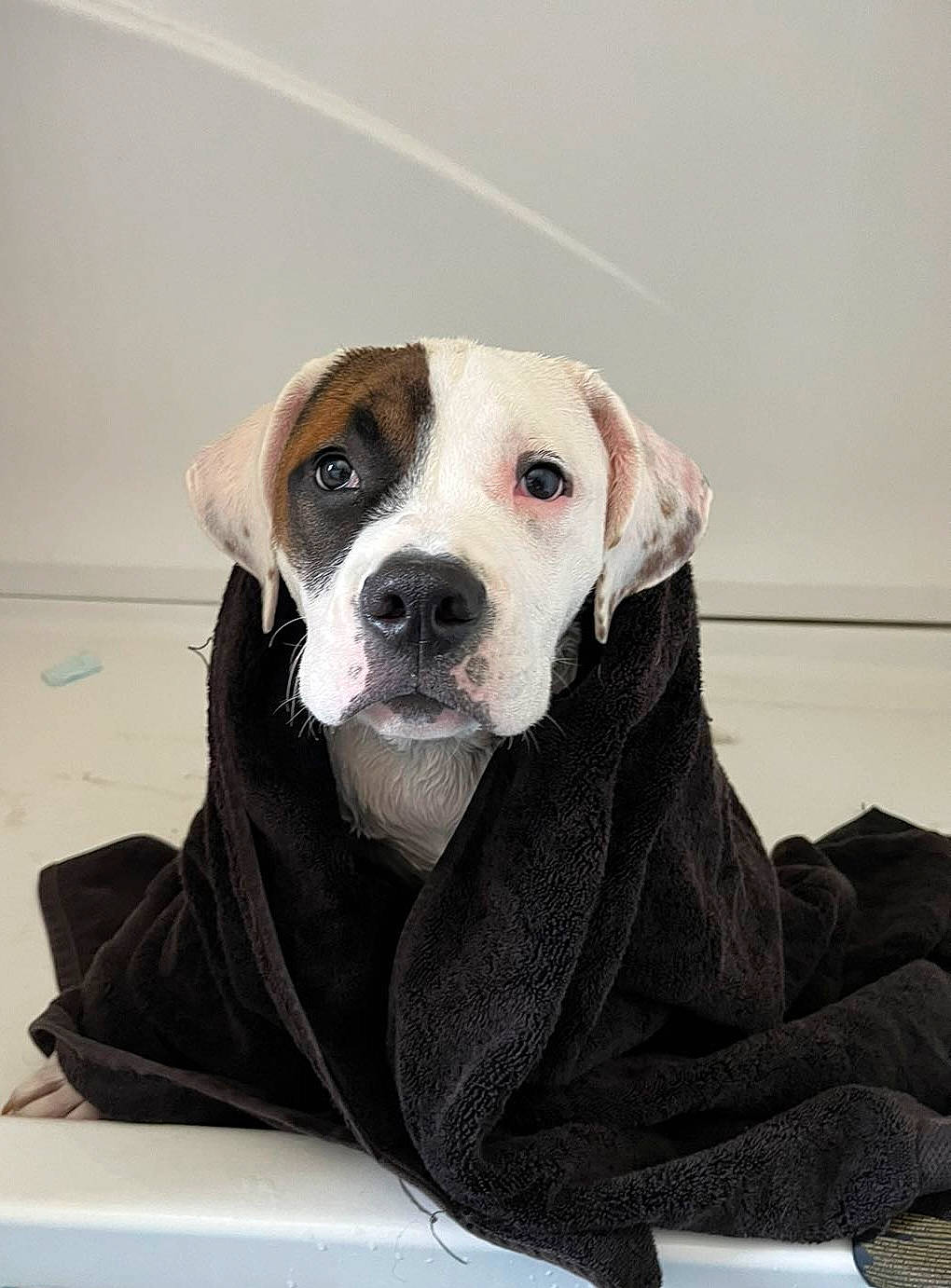 Pyro joined the competition — help win amazing prizes! canidae, carnivore, collar, comfort, companion_dog, dog, dog_breed, dog_collar, flooring, fur, hunting_dog, liver, non_sporting_group, paw, sitting, snout, whiskers, working_animal, working_dog