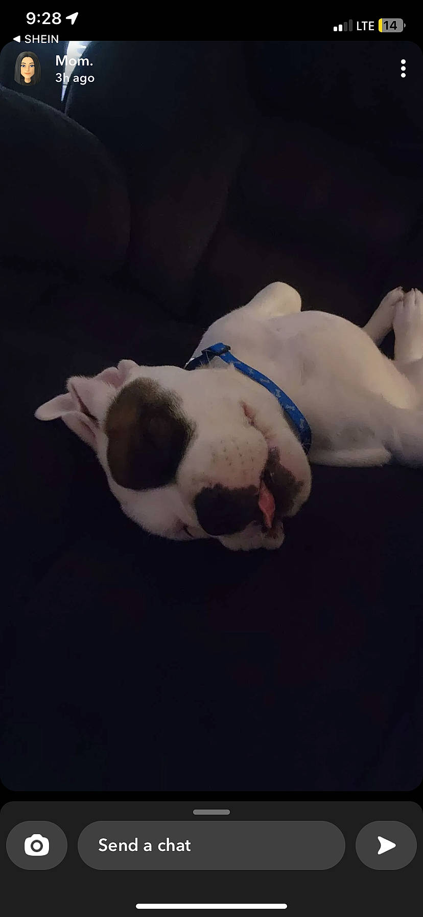 Pyro is registered to the contest to win money with this photo: art, canidae, carnivore, cloud, comfort, companion_dog, darkness, dog, dog_breed, ear, fawn, nap, paw, sky, sporting_group, tail, terrestrial_animal, toy_dog, whiskers, working_animal