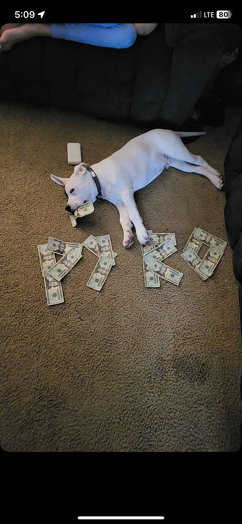 Pyro is registered to the contest to win money with this photo: canidae, carnivore, comfort, companion_dog, dog, dog_breed, fawn, flooring, hardwood, non_sporting_group, paper, sporting_group, tail, terrestrial_animal, toy, toy_dog, wood, working_animal