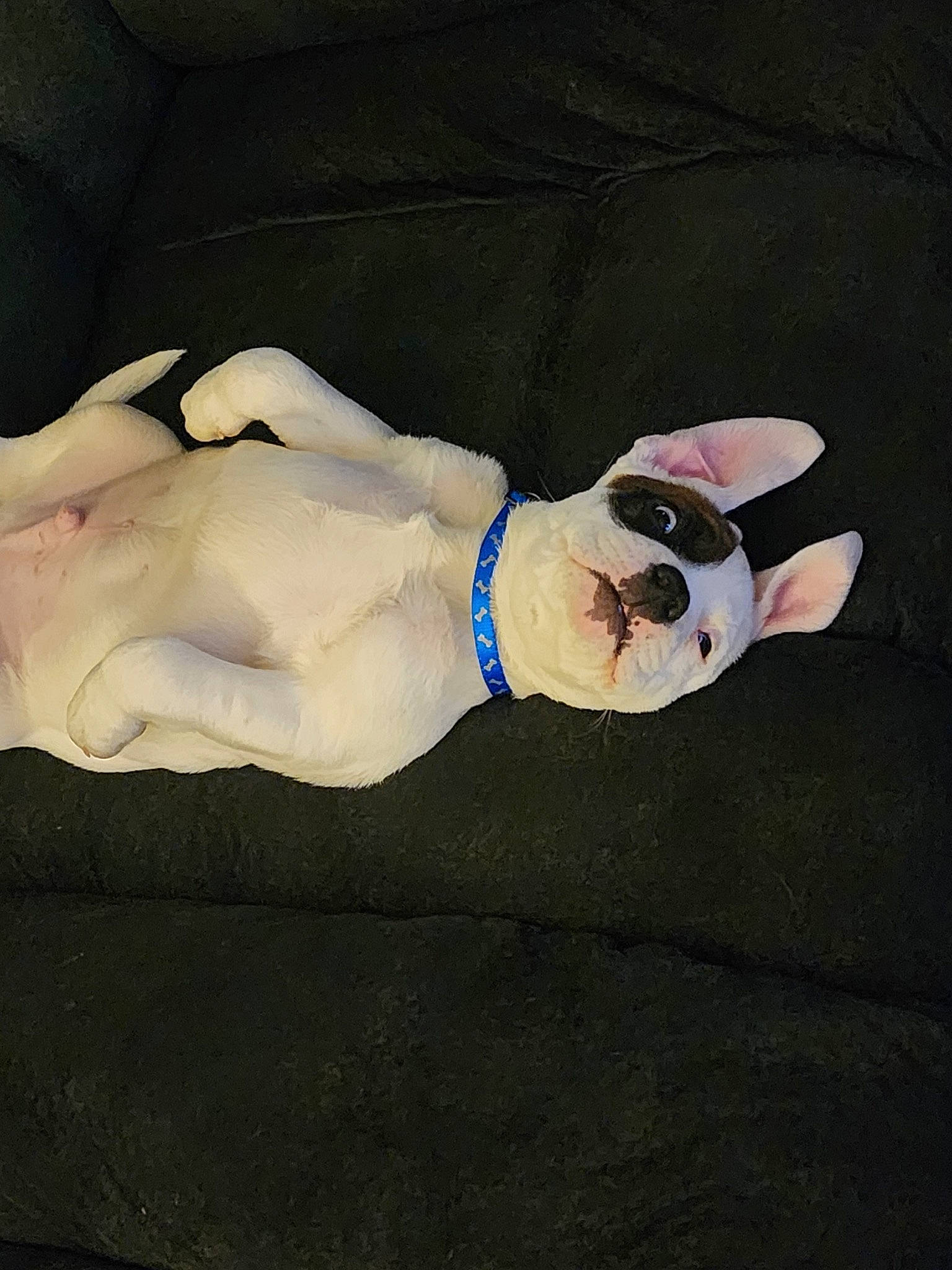 Pyro is registered to the contest to win money with this photo: carnivore, comfort, companion_dog, dog, dog_breed, elbow, fawn, foot, gesture, head, human_body, human_leg, knee, sleeve, smile, sunglasses, tail, thigh, wood, wrist