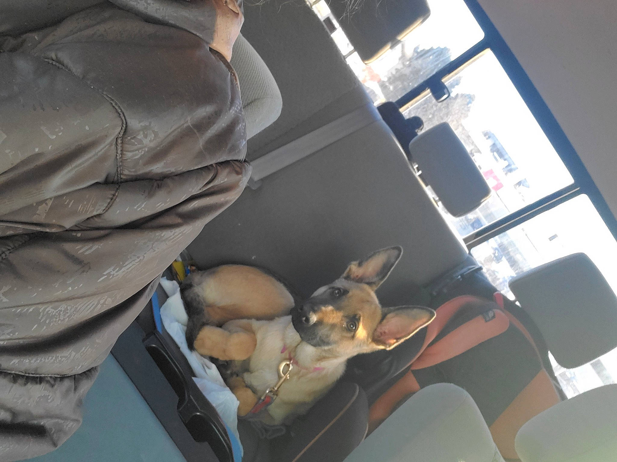 Layla is registered to the contest to win money with this photo: auto_part, automotive_design, car_seat, car_seat_cover, carnivore, chair, comfort, companion_dog, dog, dog_breed, family_car, fawn, head_restraint, luxury_vehicle, motor_vehicle, passenger, personal_luxury_car, vehicle_door, window, windshield