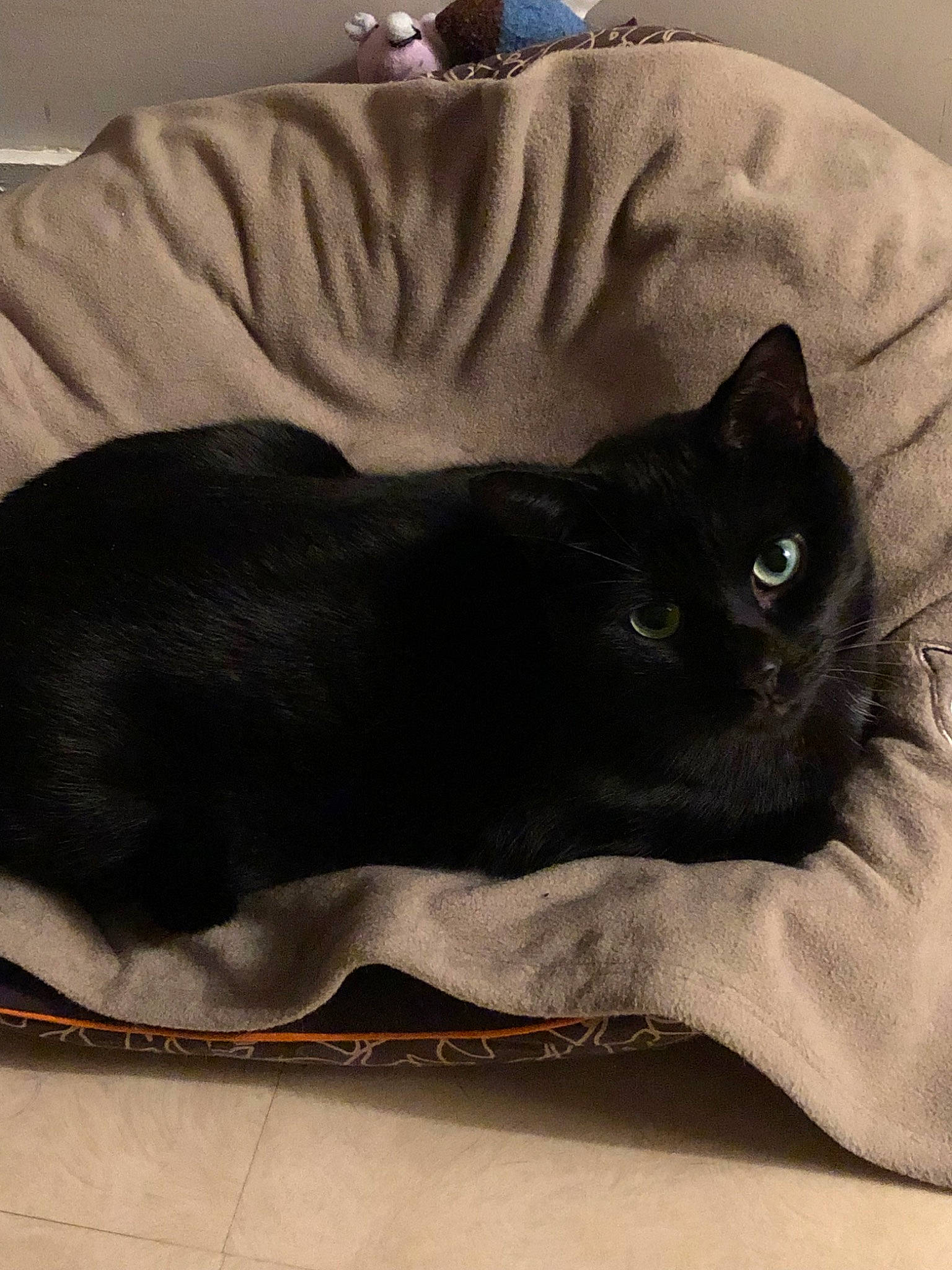 Lewis a rejoint le concours — aidez-le/la à gagner de superbes lots ! asian, black, black_cat, bombay, carnivore, cat, cat_bed, comfort, couch, felidae, fur, furniture, linens, nap, small_to_medium_sized_cats, tail, whiskers