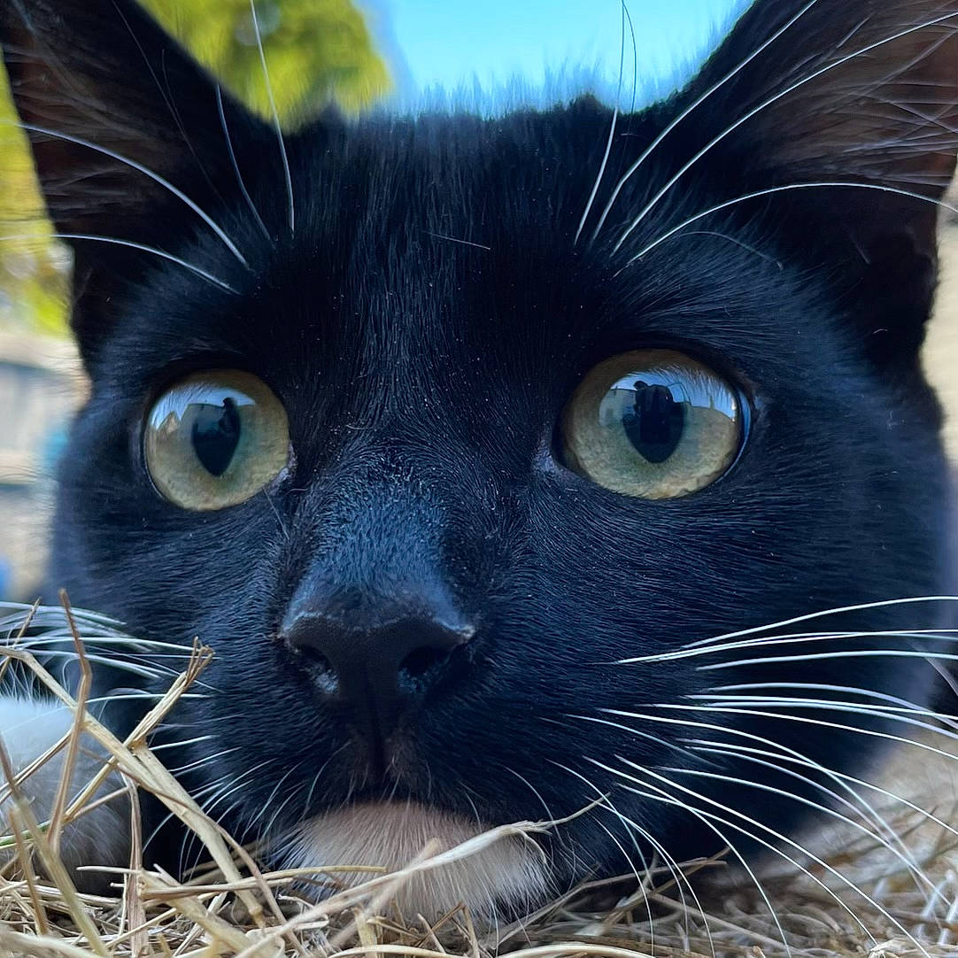 Betsy is registered to the contest to win money with this photo: black_cat, carnivore, cat, close_up, domestic_short_haired_cat, electric_blue, eye, felidae, fur, organ, organism, photography, small_to_medium_sized_cats, snout, terrestrial_animal, whiskers, white, wildlife