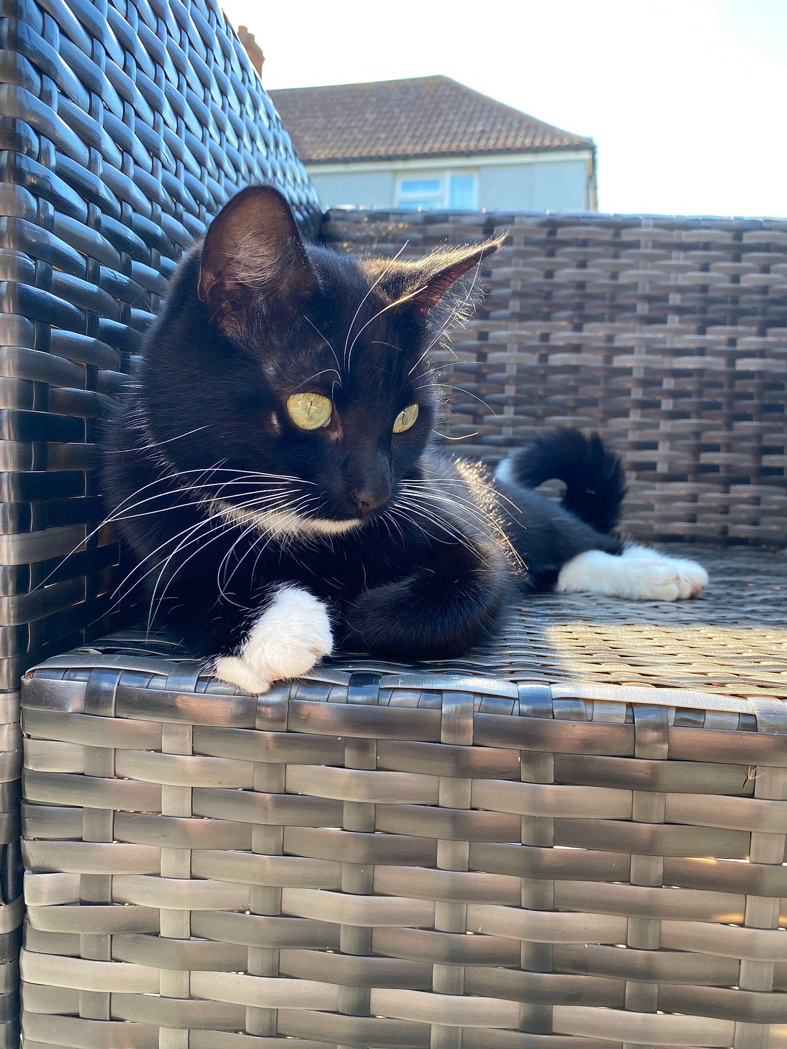 Betsy joined the competition — help win amazing prizes! basket, blue, brick, building, carnivore, cat, comfort, domestic_short_haired_cat, felidae, fur, rectangle, sitting, sky, small_to_medium_sized_cats, snout, tail, tree, whiskers, window, wood