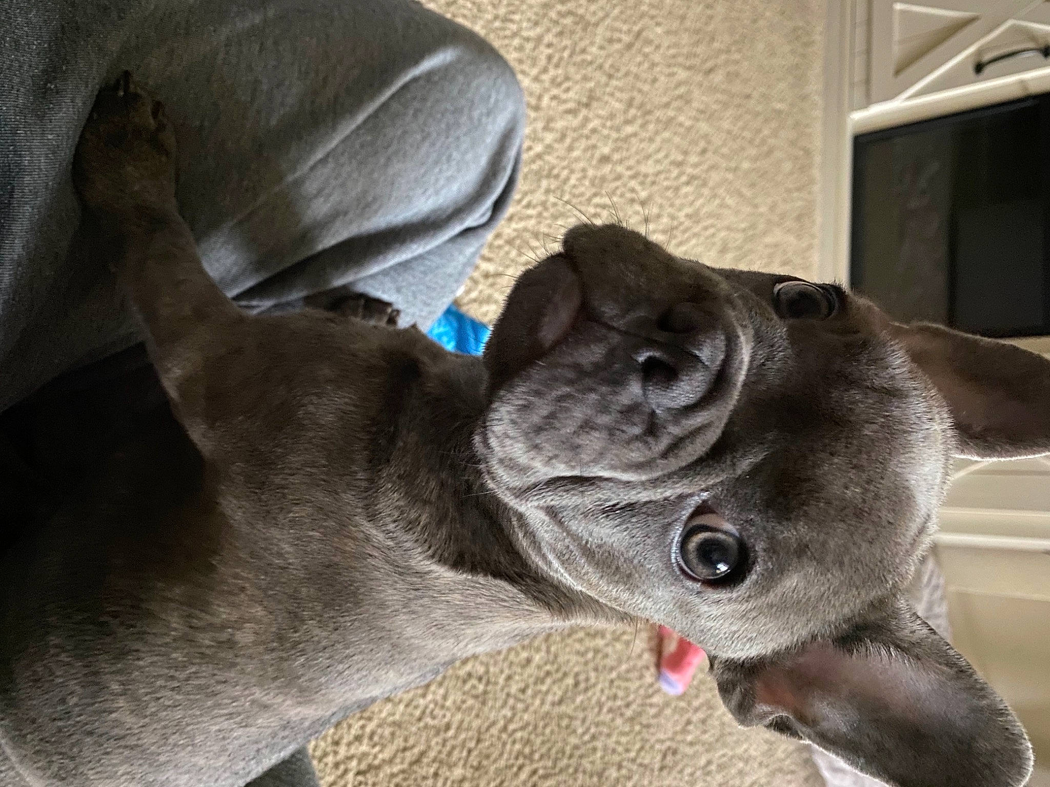 Stitch is registered to the contest to win money with this photo: canidae, carnivore, collar, comfort, companion_dog, dog, dog_breed, dog_collar, fawn, jaw, liver, non_sporting_group, pet_supply, snout, sporting_group, terrestrial_animal, whiskers, working_animal, working_dog