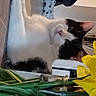 Mégot a rejoint le concours — aidez-le/la à gagner de superbes lots ! brick, carnivore, cat, claw, domestic_short_haired_cat, felidae, flower, fur, grass, green, paw, pet_supply, petal, plant, room, small_to_medium_sized_cats, sunflower, tableware, tail, whiskers