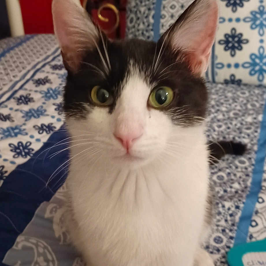 Mégot