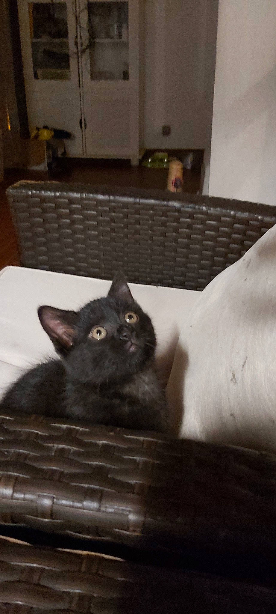 Plume a rejoint le concours — aidez-le/la à gagner de superbes lots ! asian, black_cat, british_shorthair, burmese, carnivore, cat, chartreux, domestic_short_haired_cat, european_shorthair, felidae, korat, mammal, nebelung, russian_blue, small_to_medium_sized_cats, snout, vertebrate, whiskers