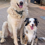 Taïko participe au concours pour gagner de l'argent avec cette photo : animal, blue_eyes, canine, collar, companion, dog, dogs, floor, friendly, fur, happy, large_dog, outdoor, panting, pets, portrait, sitting, small_dog, tongue_out, wooden_floor