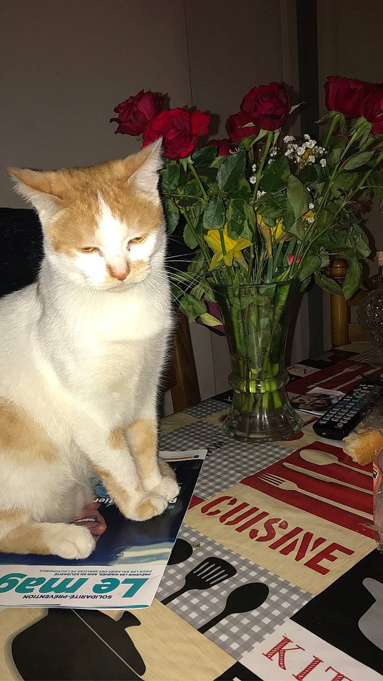 Zouma participe au concours pour gagner de l'argent avec cette photo : carnivore, cat, domestic_short_haired_cat, fawn, felidae, flooring, flower, flower_arranging, flowerpot, fur, herbaceous_plant, houseplant, paw, petal, plant, small_to_medium_sized_cats, snout, tail, vase, whiskers