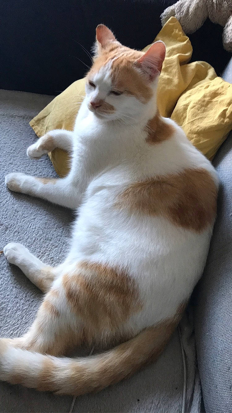 Zouma a rejoint le concours — aidez-le/la à gagner de superbes lots ! canidae, carnivore, cat, claw, comfort, domestic_short_haired_cat, fawn, felidae, flooring, fur, nap, paw, sitting, small_to_medium_sized_cats, snout, tail, whiskers, wood