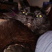 Pitter Pattington joined the competition — help win amazing prizes! animal, arm, black_cat, cat, close_up, companion, cozy, cute, domestic_animal, face, fangs, feline, fur, indoor, person, pet, portrait, resting, whiskers, yellow_eyes