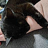 Pitter Pattington is registered to the contest to win money with this photo: animal, black_cat, cat, close_up, comfort, cozy, domestic_animal, ear, fur, human_arm, indoor, nap, paw, pet, relaxing, resting, shadow, skin, sleeping, whiskers