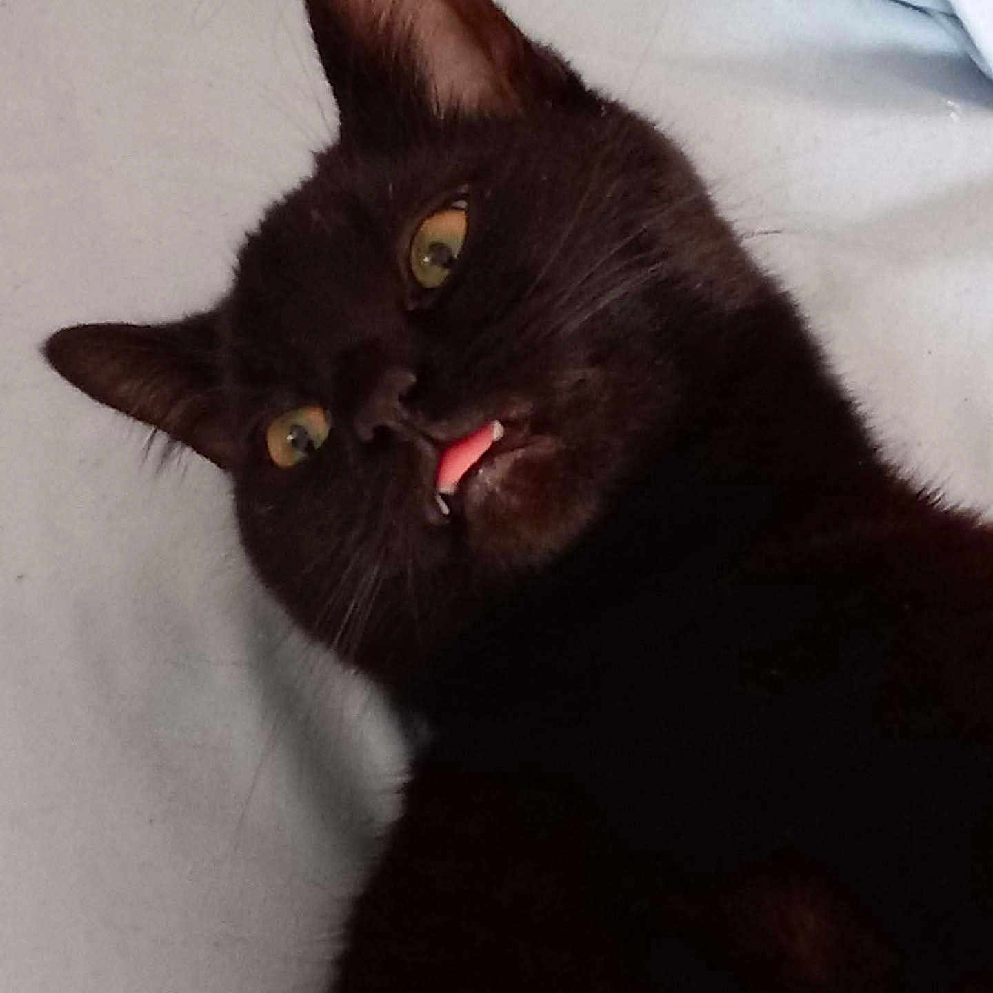 Pitter Pattington is registered to the contest to win money with this photo: animal, black_cat, cat, close_up, cute, domestic_animal, ears, face, funny_expression, fur, indoor, lying_down, mammal, pet, playful, portrait, resting, tongue_out, whiskers, wide_eyes