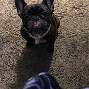 Remi joined the competition — help win amazing prizes! dog, black_dog, pet, carpet, indoor, small_dog, collar, ears, looking_up, cute, animal, fur, domestic_animal, mammal, companion, canine, floor, shadow, texture, blur