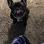 dog, black_dog, pet, carpet, indoor, small_dog, collar, ears, looking_up, cute, animal, fur, domestic_animal, mammal, companion, canine, floor, shadow, texture, blur