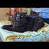 Vadrouille a rejoint le concours — aidez-le/la à gagner de superbes lots ! cat, black_cat, pet, animal, feline, yellow_eyes, fur, whiskers, blanket, soft, indoor, cozy, resting, lying_down, home, domestic, cute, relaxed, comfort, furniture