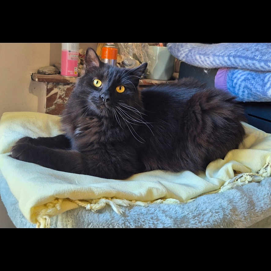 Vadrouille a rejoint le concours — aidez-le/la à gagner de superbes lots ! cat, black_cat, pet, animal, feline, yellow_eyes, fur, whiskers, blanket, soft, indoor, cozy, resting, lying_down, home, domestic, cute, relaxed, comfort, furniture