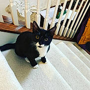 Mittens is registered to the contest to win money with this photo: animal, black_and_white, carpet, cat, cozy, curious, ears, feline, home_interior, indoor, jacket, looking_up, pet, railing, stairs, tail, tuxedo_cat, whiskers, wood, yellow_eyes