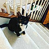 animal, black_and_white, carpet, cat, cozy, curious, ears, feline, home_interior, indoor, jacket, looking_up, pet, railing, stairs, tail, tuxedo_cat, whiskers, wood, yellow_eyes
