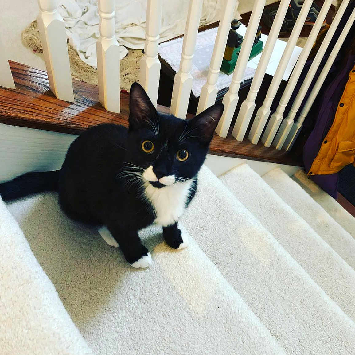 Mittens