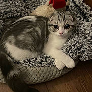 Milo is registered to the contest to win money with this photo: animal, big_eyes, blanket, cat, cozy, cute, domestic_animal, feline, fluffy, gray, indoor, kitten, pet, plush_toy, relaxed, resting, scottish_fold, soft_texture, white, wooden_floor
