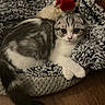 animal, big_eyes, blanket, cat, cozy, cute, domestic_animal, feline, fluffy, gray, indoor, kitten, pet, plush_toy, relaxed, resting, scottish_fold, soft_texture, white, wooden_floor