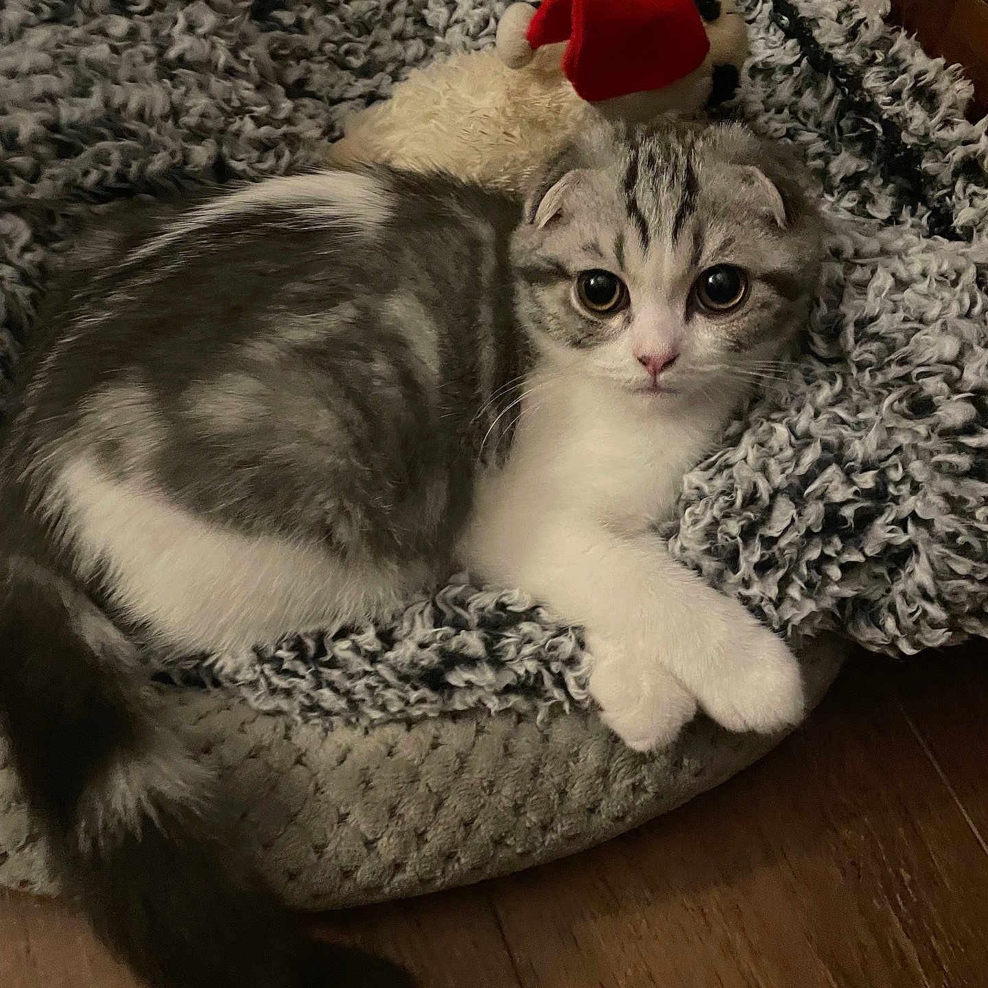 Milo