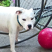 Frank is registered to the contest to win money with this photo: animal, chain_link_fence, closeup, collar, concrete, curious, daylight, dog, fence, garden, hose, nature, outdoor, pet, plants, playful, red_ball, standing, white_dog, yard