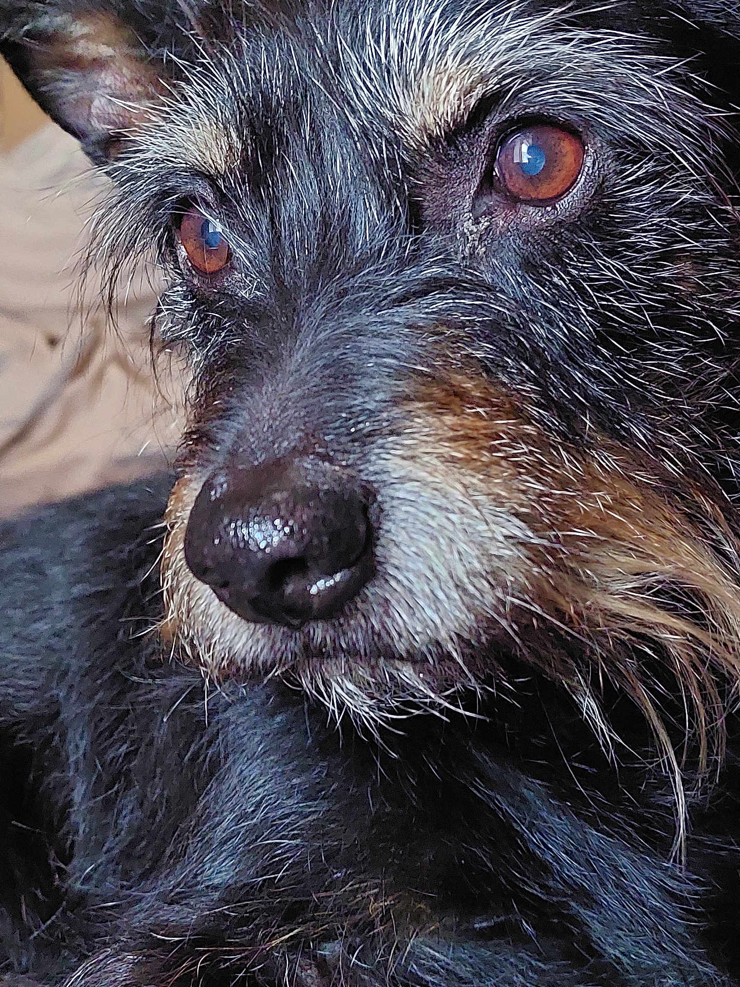 Taz participe au concours pour gagner de l'argent avec cette photo : dog, close_up, brown_eyes, black_nose, fur, whiskers, scruffy, pet, animal, portrait, mammal, canine, face, snout, ears, indoor, detail, texture, furry, cute