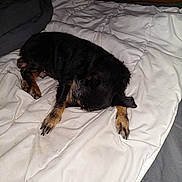 Taz participe au concours pour gagner de l'argent avec cette photo : puppy, dog, sleeping, bed, blanket, comforter, indoor, pet, animal, black, tan, cozy, resting, fur, paw, napping, cute, small, laying, home